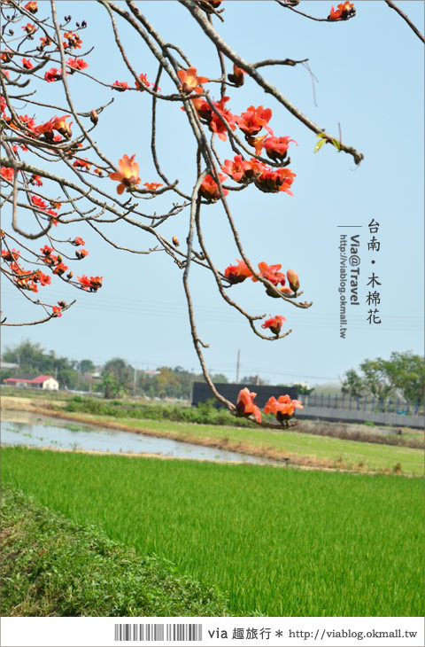 白河木棉花》台南白河林初埤木棉花道～一個橘紅色交織而成的美麗世界！