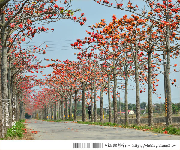 白河木棉花》台南白河林初埤木棉花道～一個橘紅色交織而成的美麗世界！