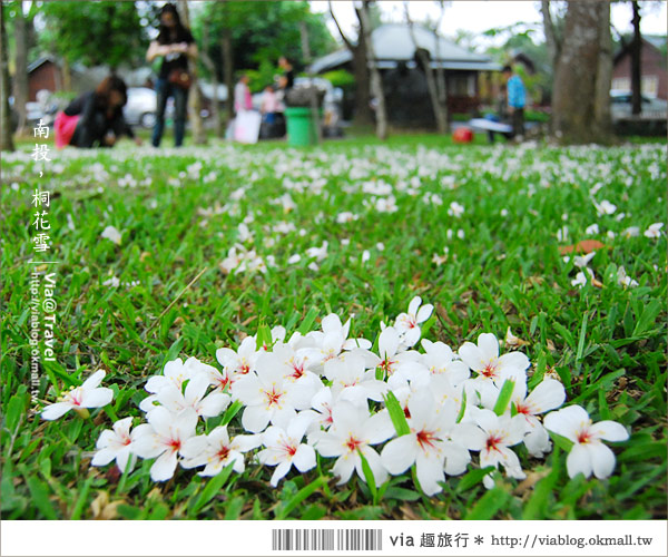 牛耳藝術渡假村》南投桐花季～牛耳藝術渡假村夢幻桐花飄雪中