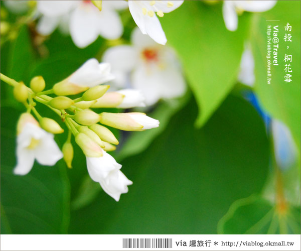 牛耳藝術渡假村》南投桐花季～牛耳藝術渡假村夢幻桐花飄雪中