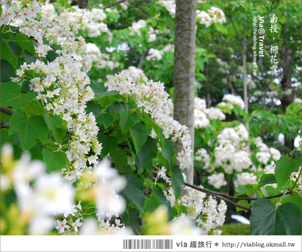 牛耳藝術渡假村》南投桐花季～牛耳藝術渡假村夢幻桐花飄雪中