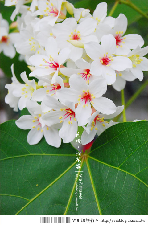 牛耳藝術渡假村》南投桐花季～牛耳藝術渡假村夢幻桐花飄雪中