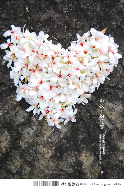 牛耳藝術渡假村》南投桐花季～牛耳藝術渡假村夢幻桐花飄雪中