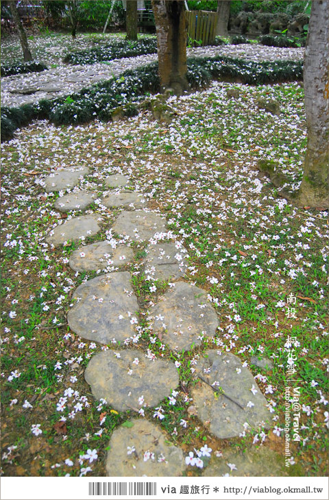 牛耳藝術渡假村》南投桐花季～牛耳藝術渡假村夢幻桐花飄雪中