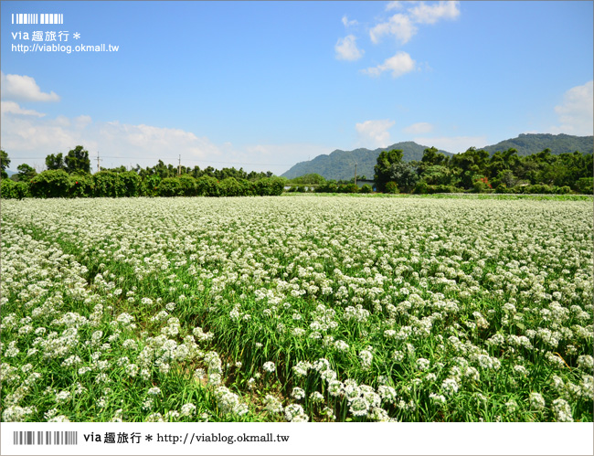 桃園景點》桃園中新里韭菜花～鶯歌大溪自行車道田野間的九月雪！