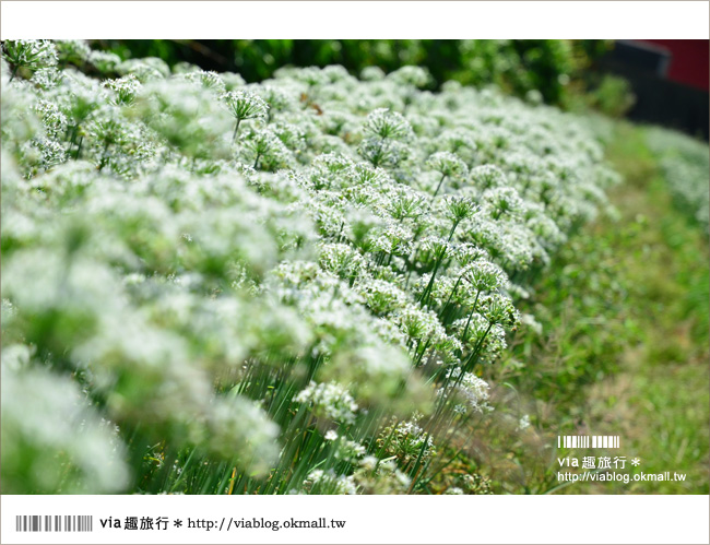 桃園景點》桃園中新里韭菜花～鶯歌大溪自行車道田野間的九月雪！