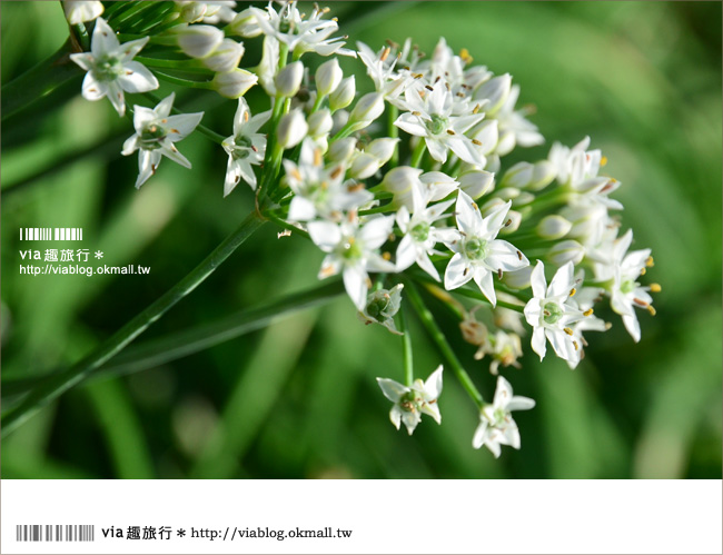 桃園景點》桃園中新里韭菜花～鶯歌大溪自行車道田野間的九月雪！