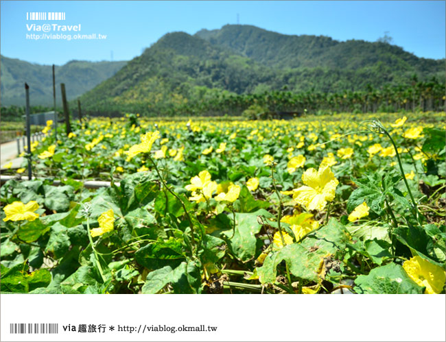 頭社活盆地》南投頭社絲瓜花海～一大片黃花舞動的繽紛世界！