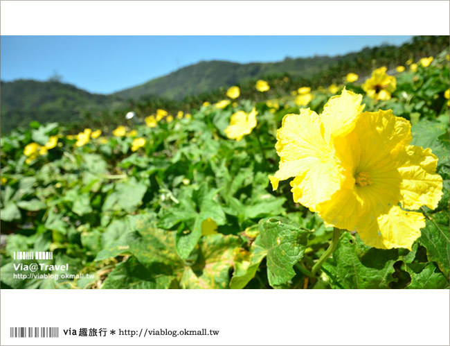 頭社活盆地》南投頭社絲瓜花海～一大片黃花舞動的繽紛世界！