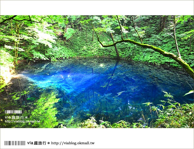 青森遊記》via東北輕夏小旅行(5)青森白神山地十二湖～拜訪夢幻「青池」！