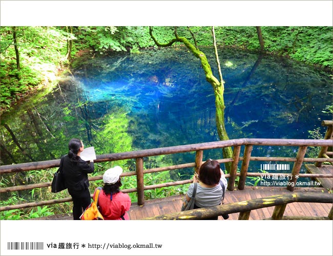 青森遊記》via東北輕夏小旅行(5)青森白神山地十二湖～拜訪夢幻「青池」！