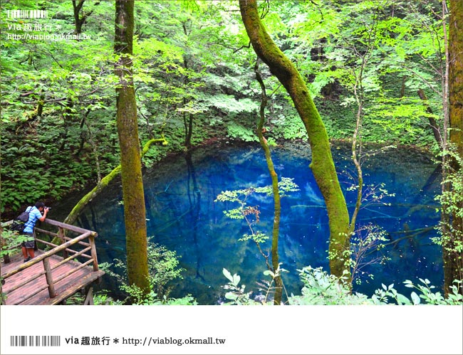 青森遊記》via東北輕夏小旅行(5)青森白神山地十二湖～拜訪夢幻「青池」！