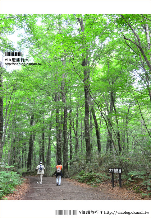 青森遊記》via東北輕夏小旅行(5)青森白神山地十二湖～拜訪夢幻「青池」！