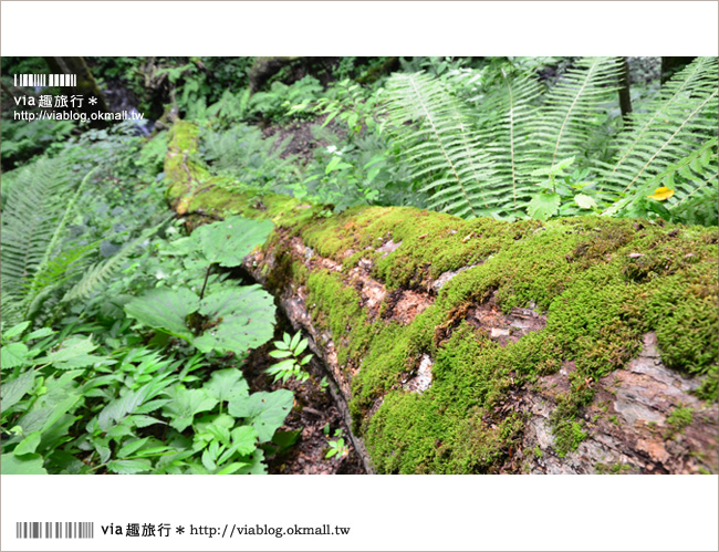 青森遊記》via東北輕夏小旅行(5)青森白神山地十二湖～拜訪夢幻「青池」！