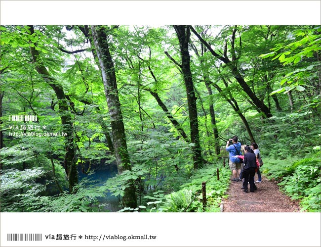 青森遊記》via東北輕夏小旅行(5)青森白神山地十二湖～拜訪夢幻「青池」！