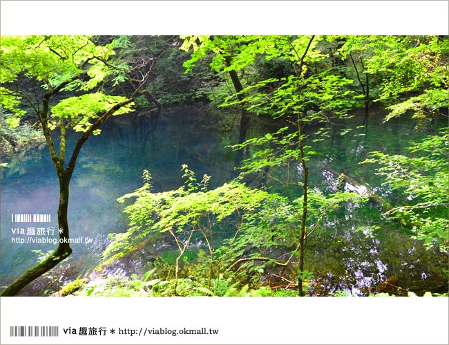 青森遊記》via東北輕夏小旅行(5)青森白神山地十二湖～拜訪夢幻「青池」！