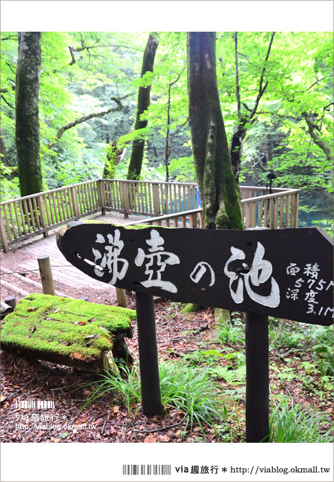 青森遊記》via東北輕夏小旅行(5)青森白神山地十二湖～拜訪夢幻「青池」！