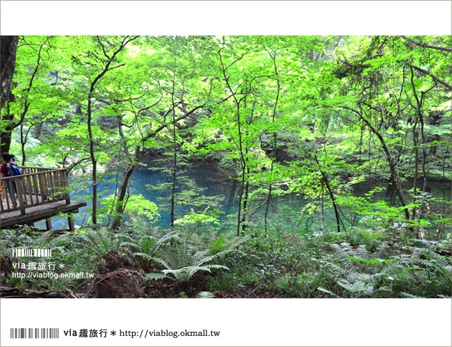 青森遊記》via東北輕夏小旅行(5)青森白神山地十二湖～拜訪夢幻「青池」！