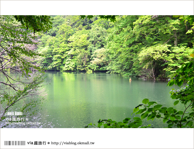 青森遊記》via東北輕夏小旅行(5)青森白神山地十二湖～拜訪夢幻「青池」！