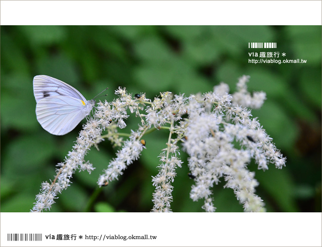 青森遊記》via東北輕夏小旅行(5)青森白神山地十二湖～拜訪夢幻「青池」！