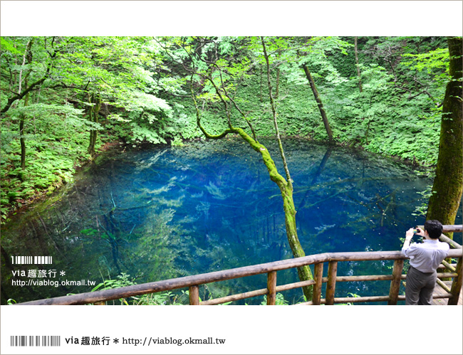 青森遊記》via東北輕夏小旅行(5)青森白神山地十二湖～拜訪夢幻「青池」！