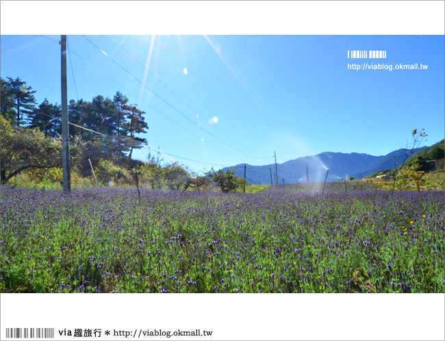 福壽山薰衣草》福壽山農場～夢幻的紫色國度！薰衣草花海盛開中！