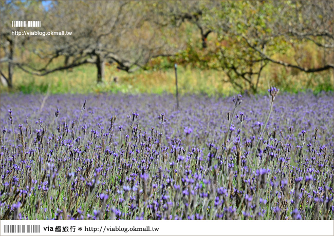 福壽山薰衣草》福壽山農場～夢幻的紫色國度！薰衣草花海盛開中！