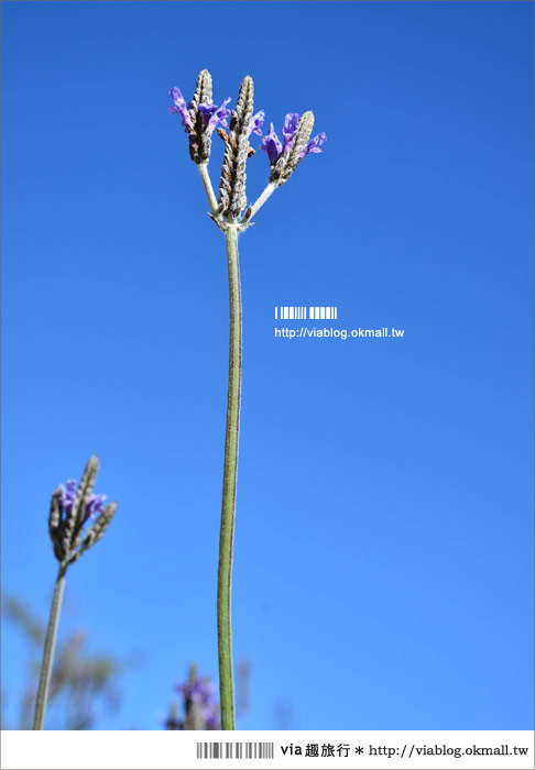 福壽山薰衣草》福壽山農場～夢幻的紫色國度！薰衣草花海盛開中！