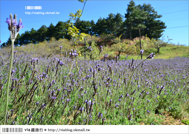 福壽山薰衣草》福壽山農場～夢幻的紫色國度！薰衣草花海盛開中！