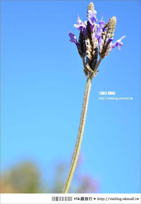 福壽山薰衣草》福壽山農場～夢幻的紫色國度！薰衣草花海盛開中！