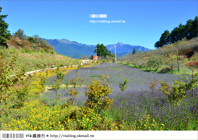 福壽山薰衣草》福壽山農場～夢幻的紫色國度！薰衣草花海盛開中！