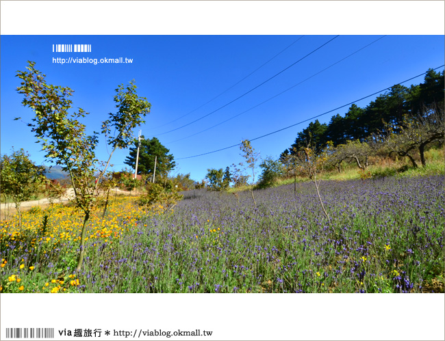 福壽山薰衣草》福壽山農場～夢幻的紫色國度！薰衣草花海盛開中！