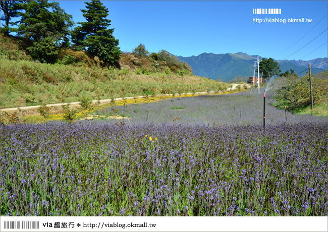 福壽山薰衣草》福壽山農場～夢幻的紫色國度！薰衣草花海盛開中！