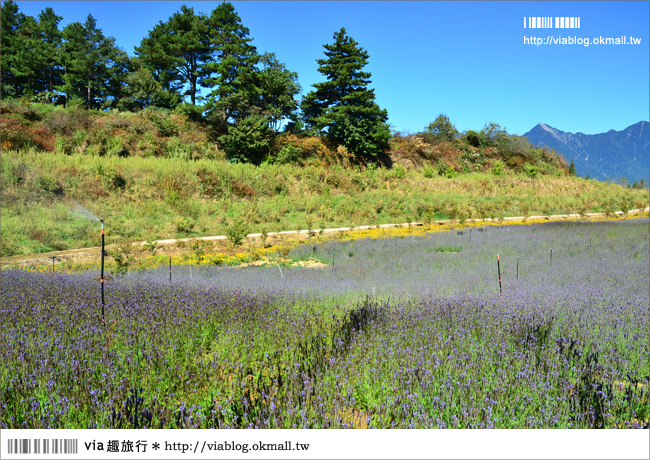 福壽山薰衣草》福壽山農場～夢幻的紫色國度！薰衣草花海盛開中！