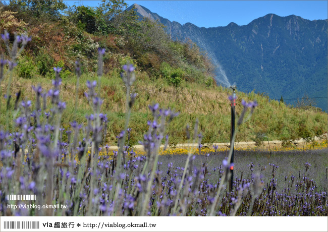 福壽山薰衣草》福壽山農場～夢幻的紫色國度！薰衣草花海盛開中！