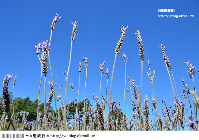 福壽山薰衣草》福壽山農場～夢幻的紫色國度！薰衣草花海盛開中！