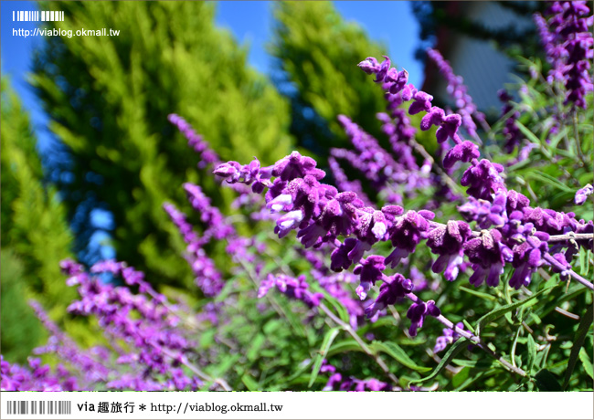 福壽山薰衣草》福壽山農場～夢幻的紫色國度！薰衣草花海盛開中！