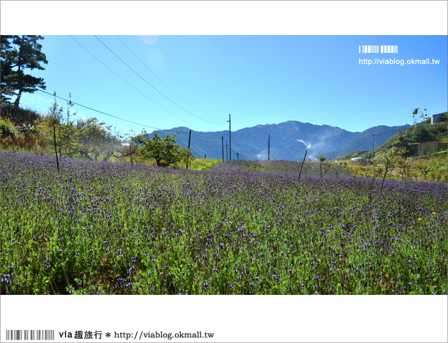 福壽山薰衣草》福壽山農場～夢幻的紫色國度！薰衣草花海盛開中！