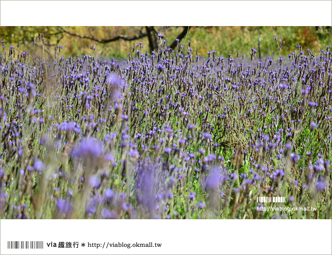 福壽山薰衣草》福壽山農場～夢幻的紫色國度！薰衣草花海盛開中！