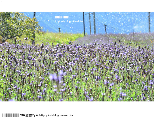 福壽山薰衣草》福壽山農場～夢幻的紫色國度！薰衣草花海盛開中！