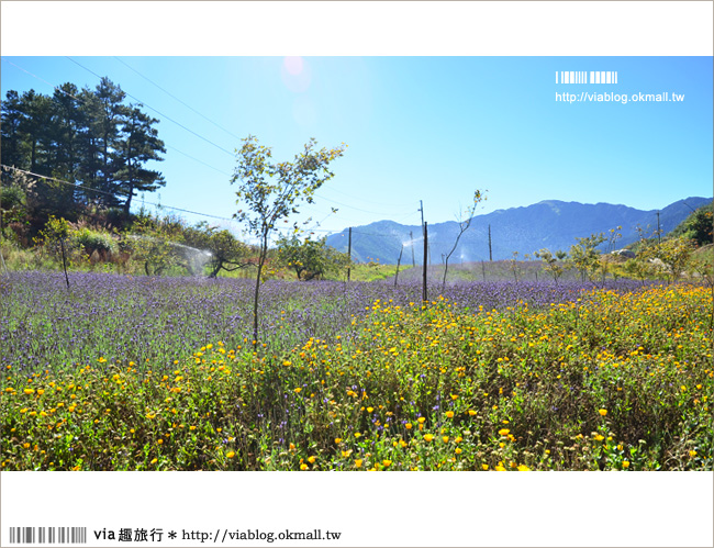 福壽山薰衣草》福壽山農場～夢幻的紫色國度！薰衣草花海盛開中！