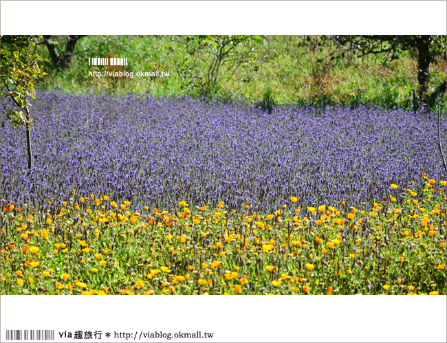 福壽山薰衣草》福壽山農場～夢幻的紫色國度！薰衣草花海盛開中！