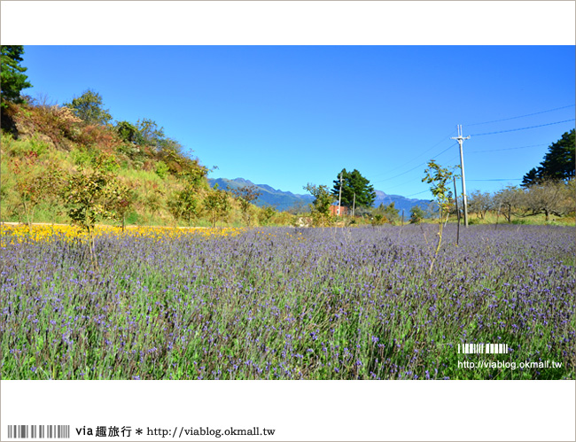 福壽山薰衣草》福壽山農場～夢幻的紫色國度！薰衣草花海盛開中！