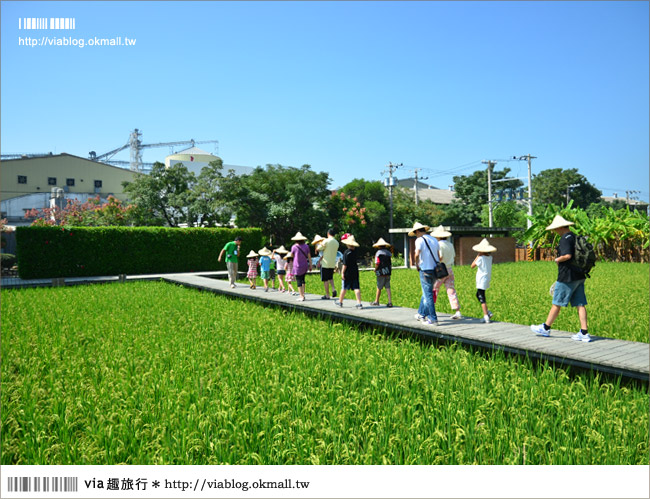 苗栗苑裡》山水有機稻場～帶孩子們來稻田間玩耍吧！