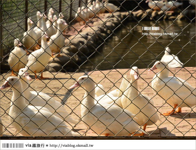 苗栗苑裡》山水有機稻場～帶孩子們來稻田間玩耍吧！