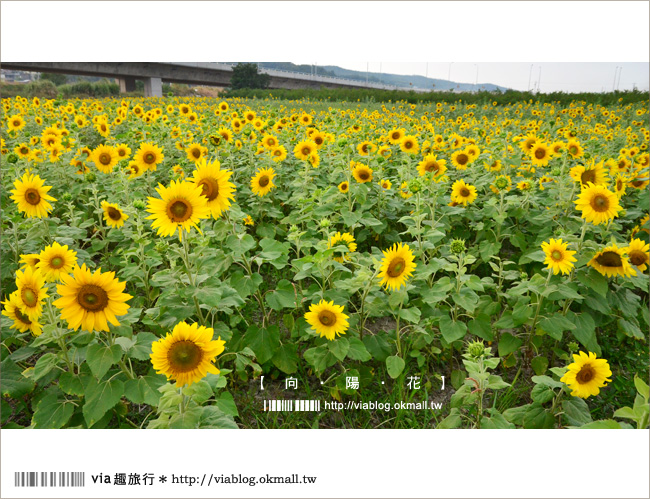 苗栗景點》苗栗銅鑼向日葵花海～客家文化園區附近路旁的好風光！