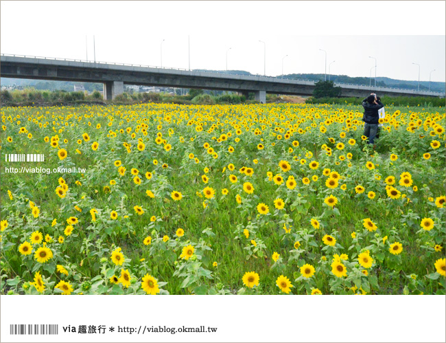 苗栗景點》苗栗銅鑼向日葵花海～客家文化園區附近路旁的好風光！