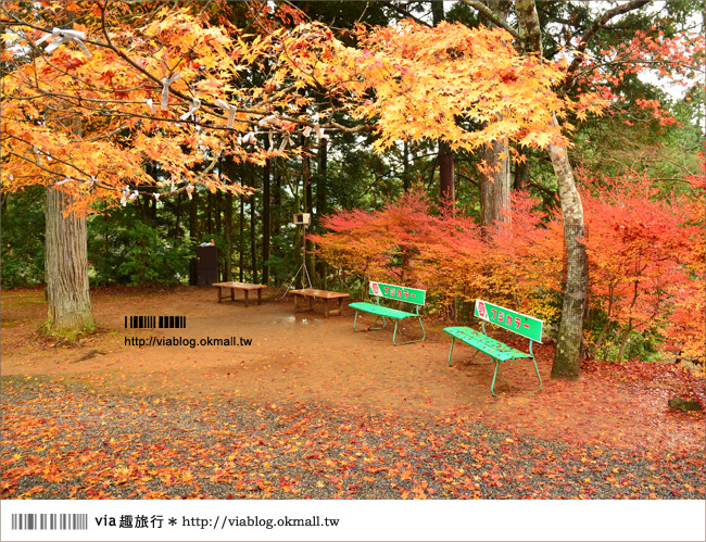 紅葉最前線》京都｜高雄神護寺～via＊2012京都紅葉紀旅的華麗首站！