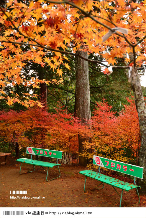 紅葉最前線》京都｜高雄神護寺～via＊2012京都紅葉紀旅的華麗首站！