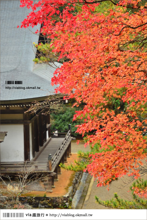 紅葉最前線》京都｜高雄神護寺～via＊2012京都紅葉紀旅的華麗首站！